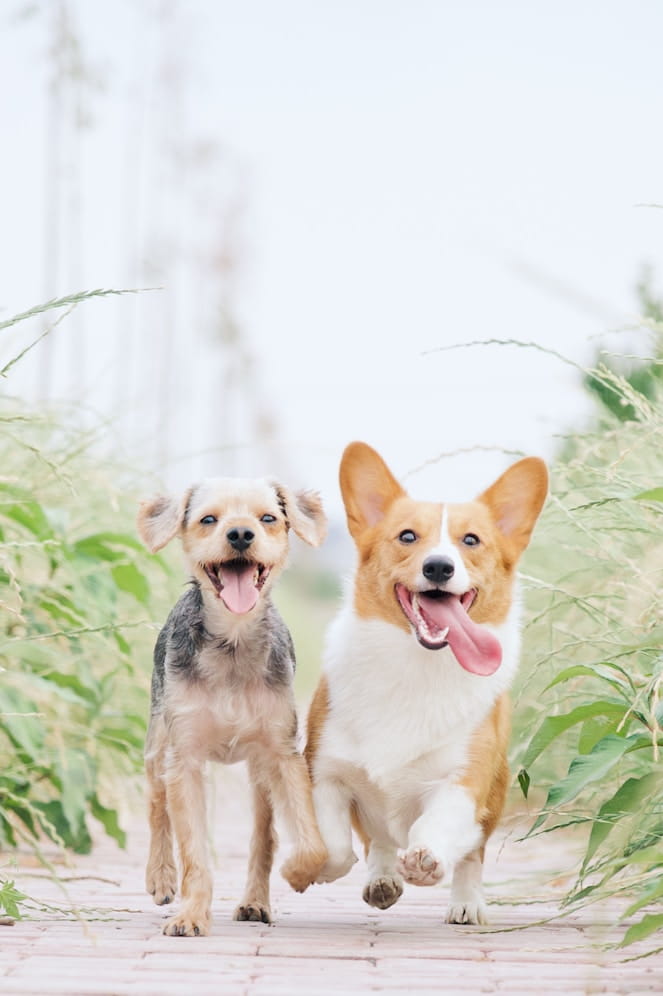 2匹の犬が走る様子